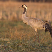 Common Crane